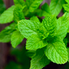 Peppermint oil