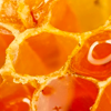 Propolis extract