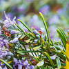 Rosemary oil